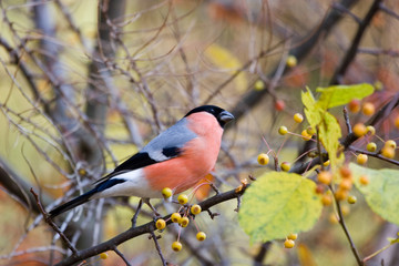Eurasian Bullfinch (Pyrrhula pyrrhula) in the forest