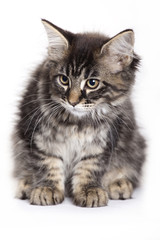 Beautiful Maine Coon kitten