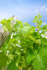 Vineyard abstract detail in spring with sky in brda region