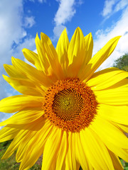 Solar flower in the sky