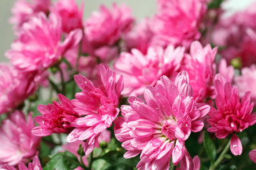 chrysanthemum