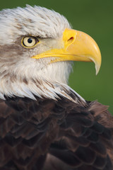 bald eagle