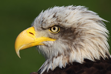 bald eagle