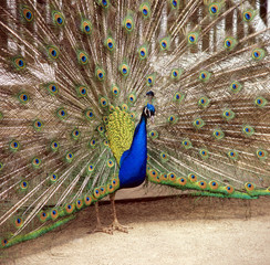 Naklejka premium Pfau_112550