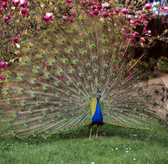 Obraz premium Pfau_112545