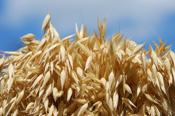Haferkorn (Avena)