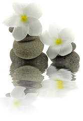 Fototapeta na wymiar Zen wystrój białe kwiaty frangipani białe kamyki