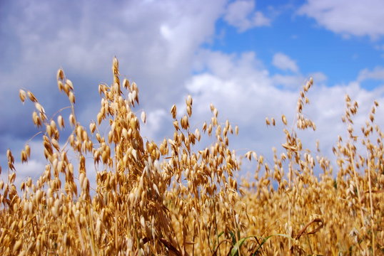 Haferkorn (Avena)