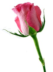Fototapeta premium pink rose