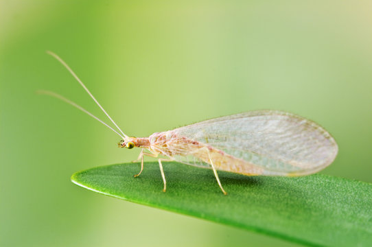 Chrysoperla_carnea