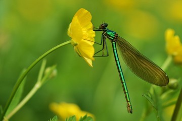 libellule calopteryx et bouton d'or