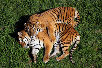 Fototapeta premium tiger