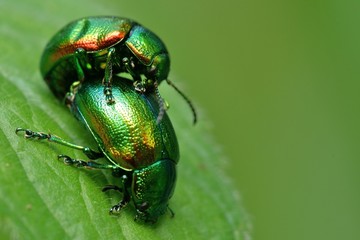 Fototapeta premium accouplement chrysomele coleoptere