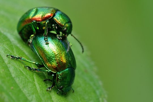 Coleoptere Images Browse 215 Stock Photos Vectors and Video Adobe