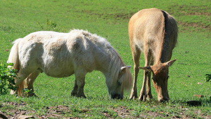 Davidshirsch mit Ponny
