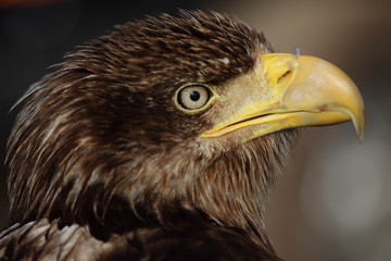 eagle