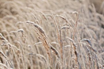 Frost grass close up