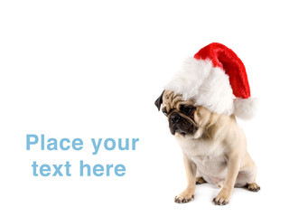 funny christmas dog and empty space