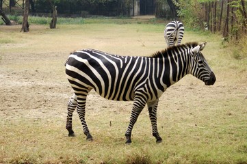 Zebra