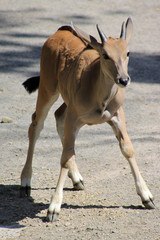 Elenantilope, Jungtier