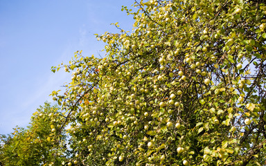 Obraz premium The apple-tree