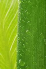 green leaf and water drop
