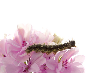 Caterpillar sitting on a flower