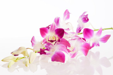 Orchid. Isolation