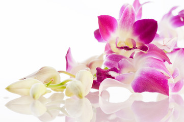 Fototapeta na wymiar Orchid. Isolation
