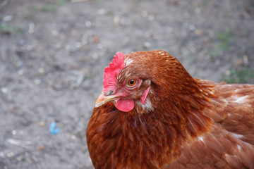 Huhn