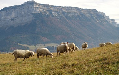 Obraz premium cheptel de moutons dans un pâturage