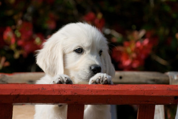 Golden Retriever Welpe