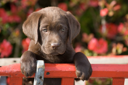 Labrador Welpe