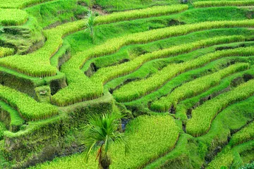 Foto op Plexiglas Verbazingwekkend rijstveld, Ubud, Bali, Indonesië. © Luciano Mortula-LGM