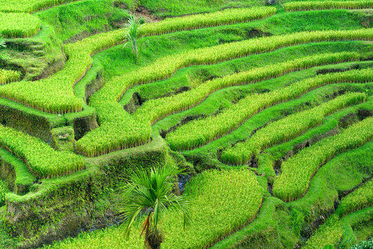 Amazing Rice Terrace field, Ubud, Bali,  Indonesia.