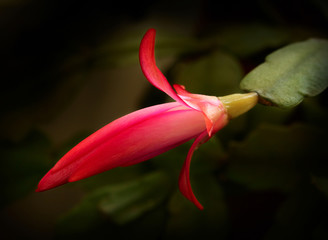 Obraz premium Schlumbergera truncata flower