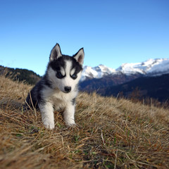 Junger Husky im Gras sitzend