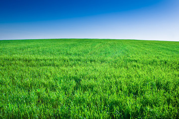 Green field of grass under blue sky