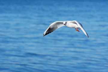 Fototapeta na wymiar Gull and sea background