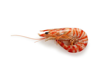 boiled tiger prawn