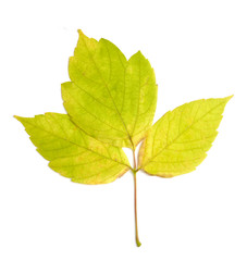 leaf autumn fall seasonal nature