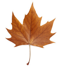 Obraz premium leaf autumn fall seasonal nature