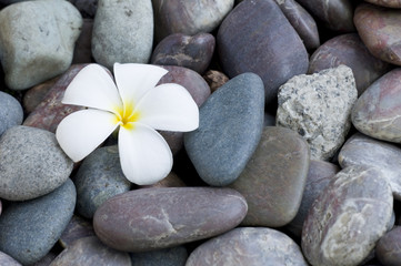 Fototapeta na wymiar frangipani flower on a stack of rocks