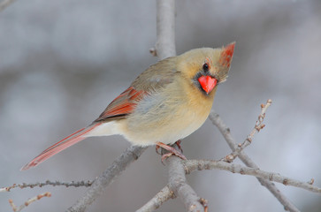 Female Northern Cardinal