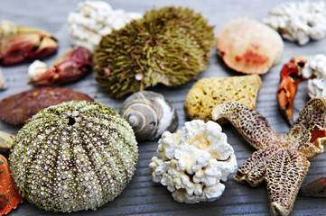 Sea treasures