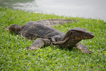 Iguane au parc Lumpini de Bangkok