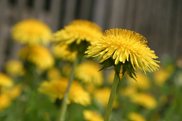 Dandelions