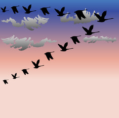 Migratory birds