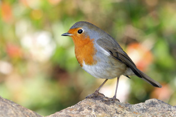 robin redbreast