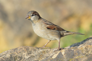sparrow